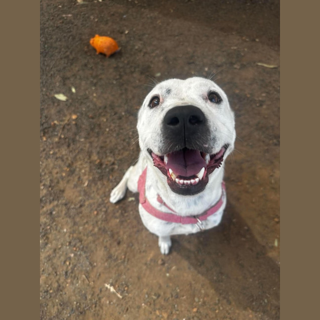 Photo of Dottie