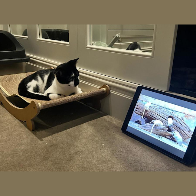 Photo of Bailey Junior