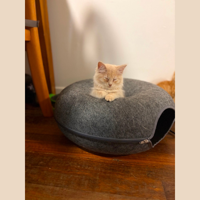 Photo of Comet, Mouse, Salem, Fox, Astro And Sunny