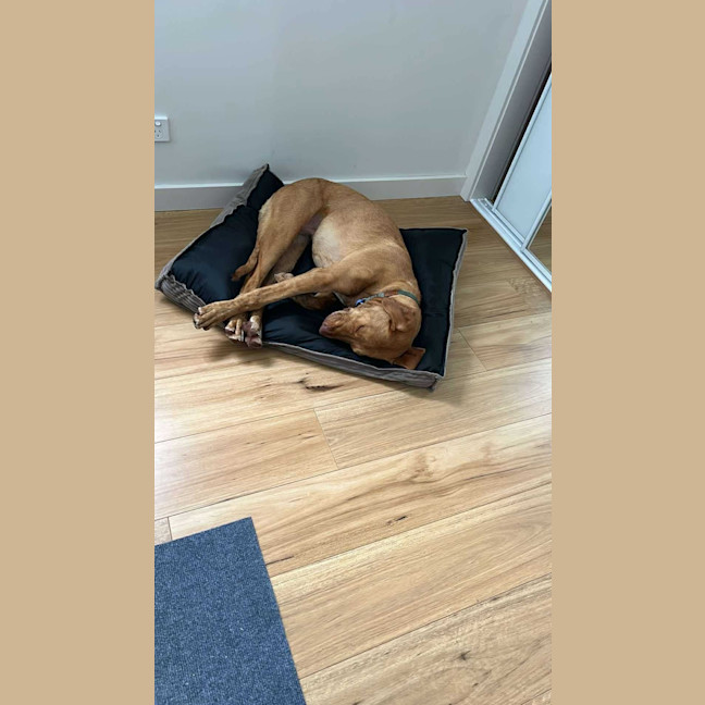 Photo of Woody   1 Year Old Mixed Breed