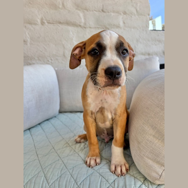 Chet - Large Male Staffordshire Bull Terrier Mix Dog in VIC - PetRescue