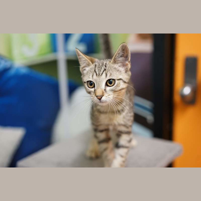 Photo of Fern