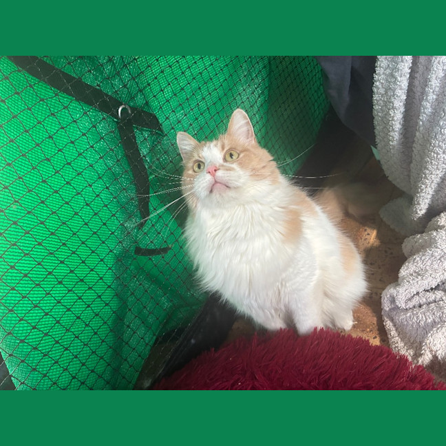 Photo of Kovu