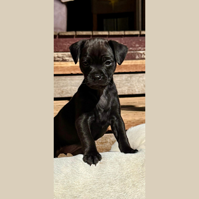 Photo of Zella   8 Week Old Mixed Breed