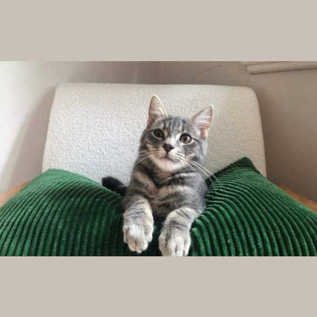 Photo of Disco