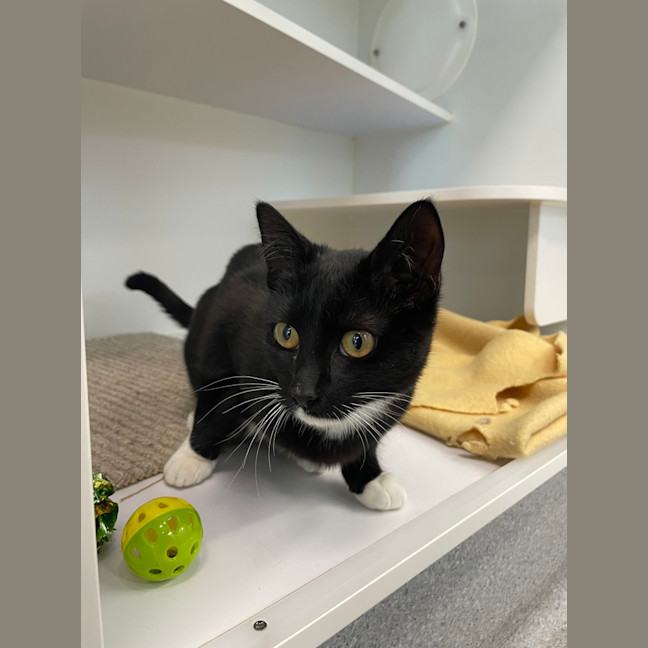 Photo of Tinkerbell