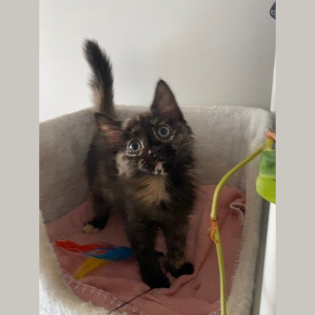 Photo of Pancake