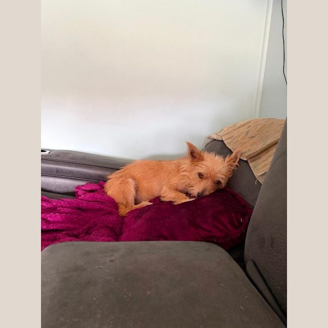 Photo of James   3 Year Old Australian Terrier X