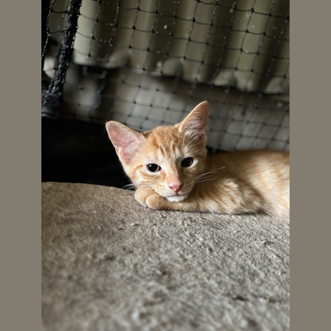 Photo of Bronte