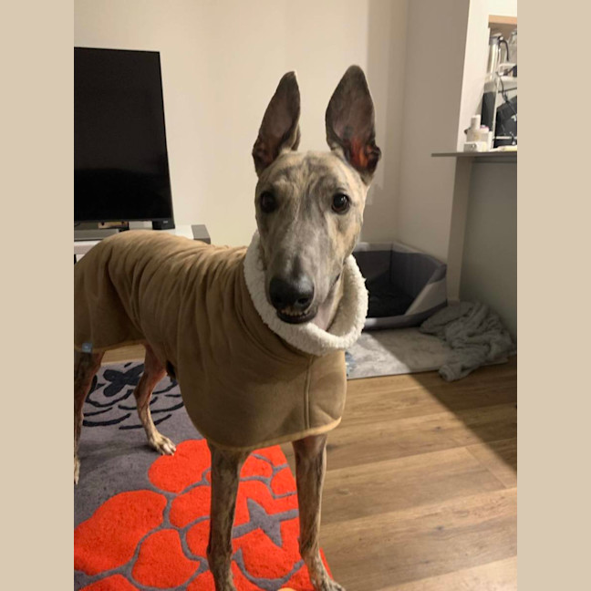 Photo of Peanut, The Pretty Greyhound