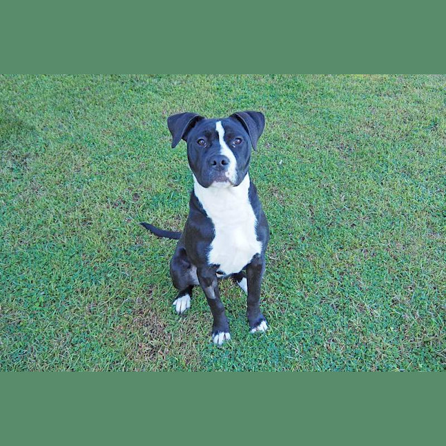 Photo of Diva