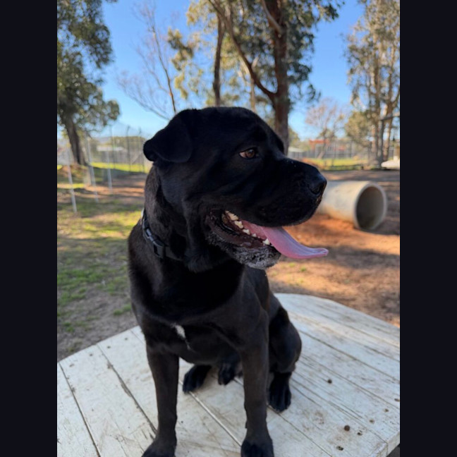 Photo of Kovu