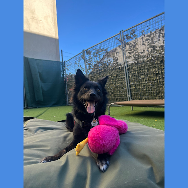 Photo of Nova