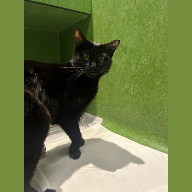 Photo of Goblin