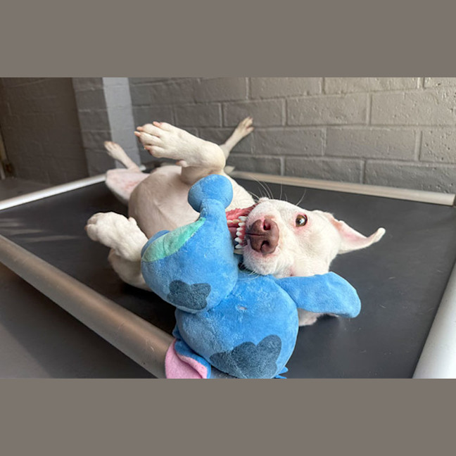 Photo of Casper