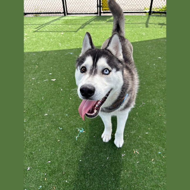 Photo of Zorro Imp 1965