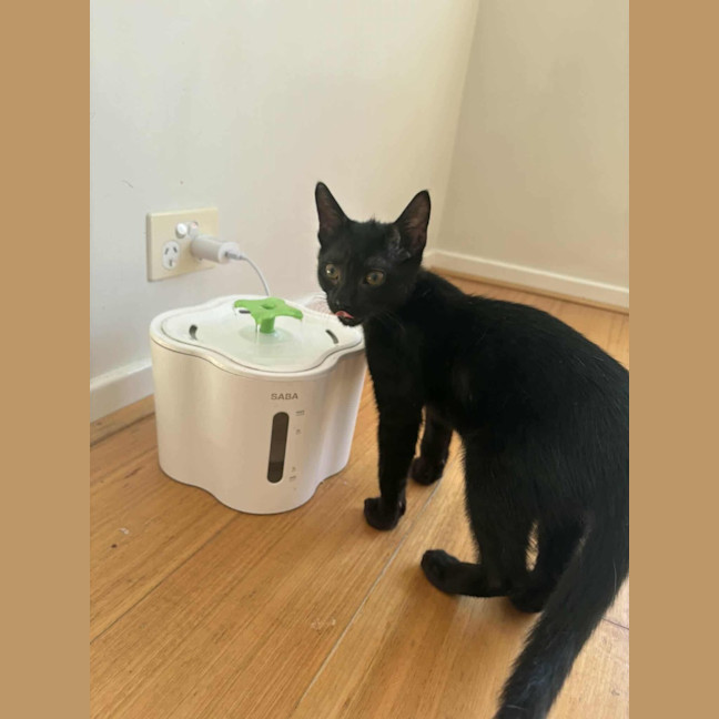 Photo of Hopper 