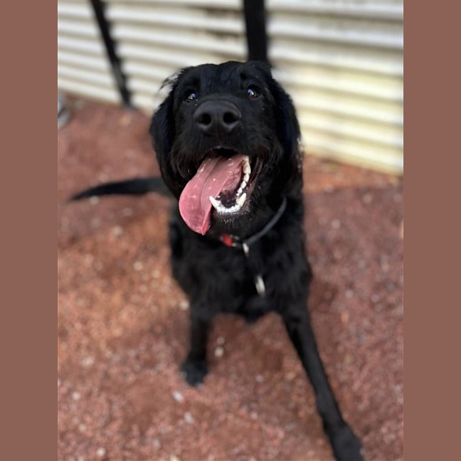 Photo of Juno