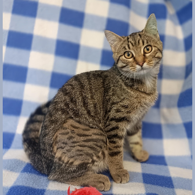Photo of Tawny