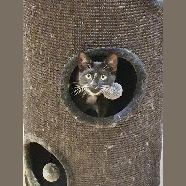 Photo of Christine  ** 2nd Chance Cat Rescue **