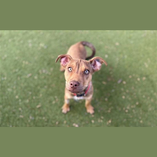 Photo of Lulu