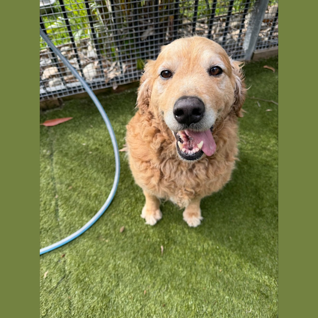Photo of Nala