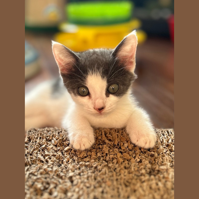 Photo of Freja (Ex Venus)