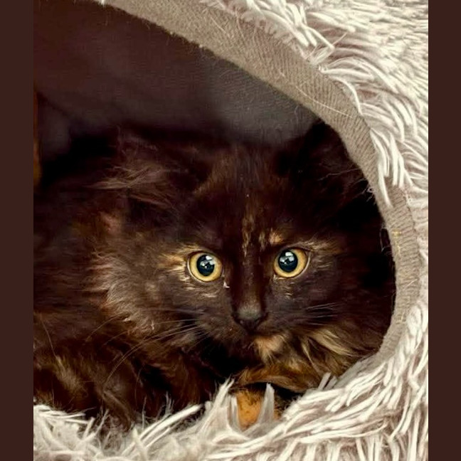 Photo of Iris