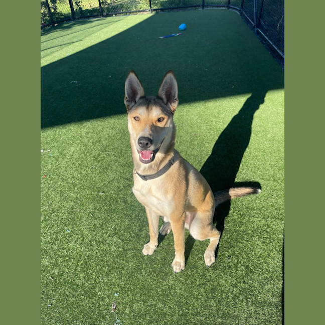 Photo of Roger Imp 1490