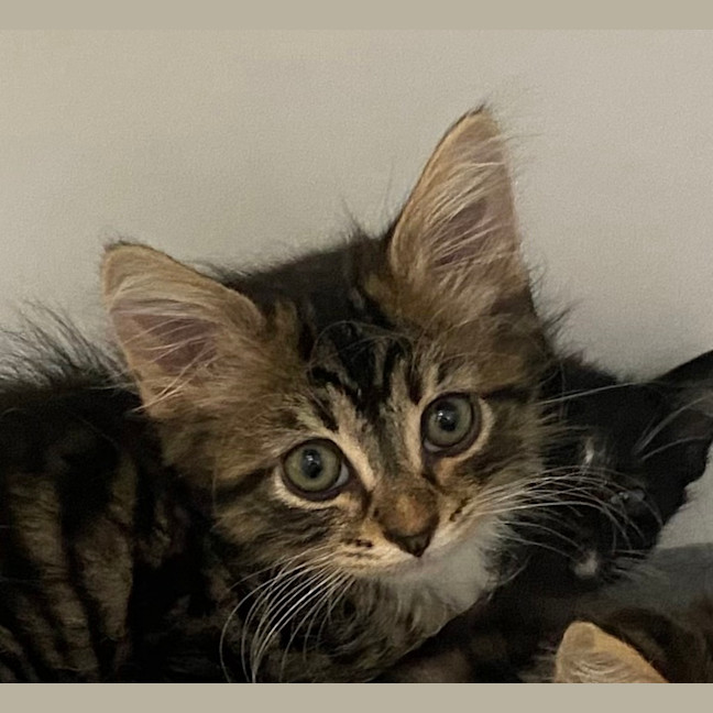 Photo of Leon
