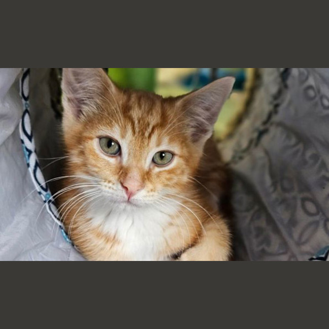 Photo of Pea