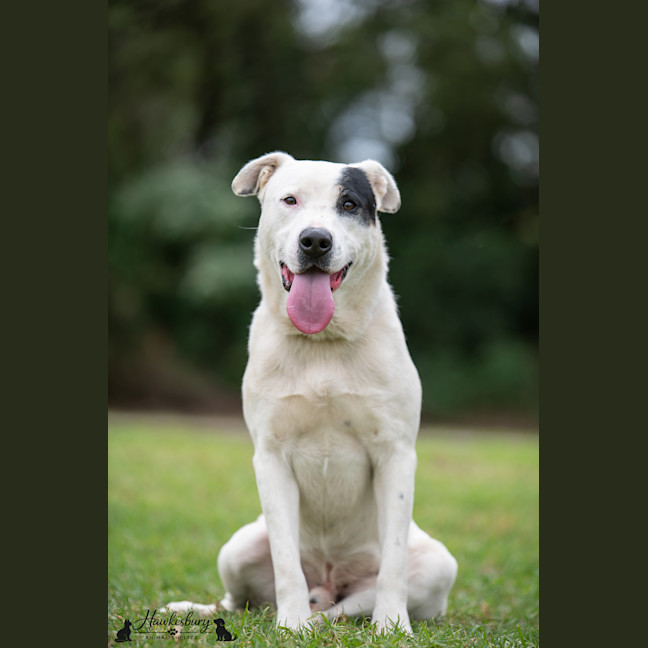 Photo of Pirate