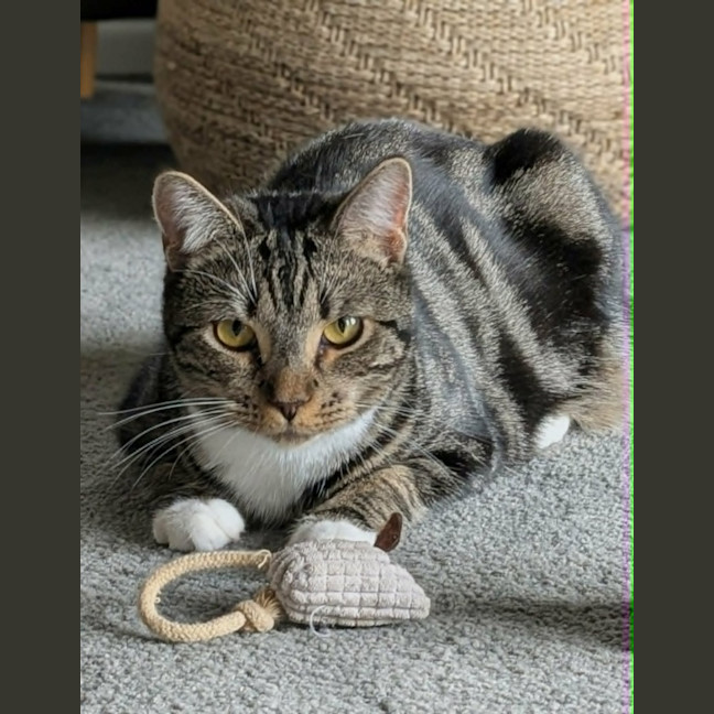 Photo of Hugo *9 Lives Project Rescue*