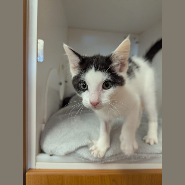 Photo of Blade And Eliza