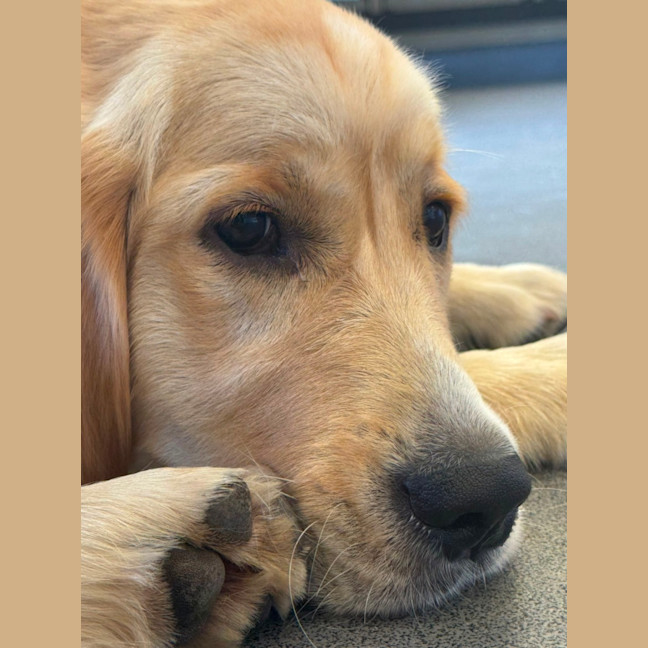 Photo of Milo