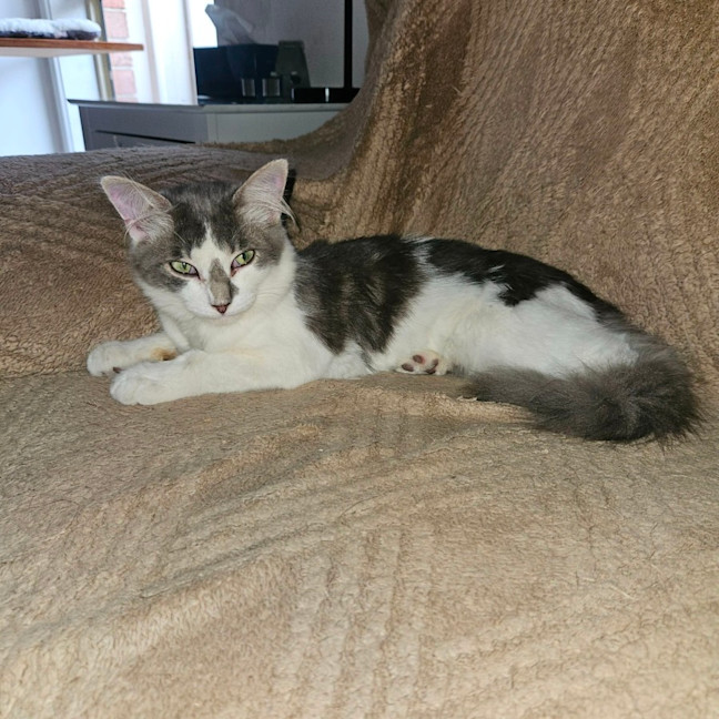 Photo of Aydin**2nd Chance Cat Rescue**