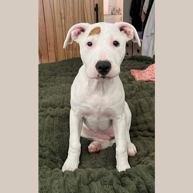 Photo of Jemima (68245)