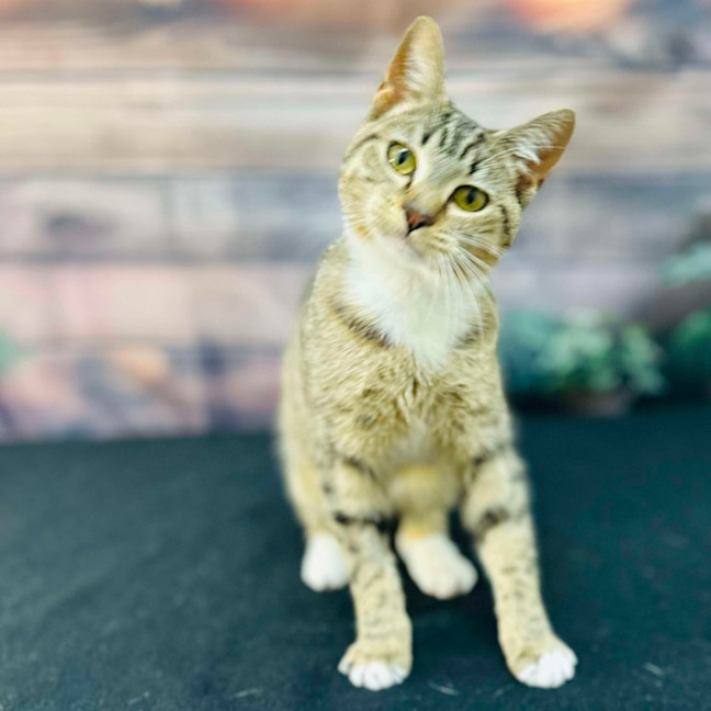 Photo of Tilly   Located In Preston 