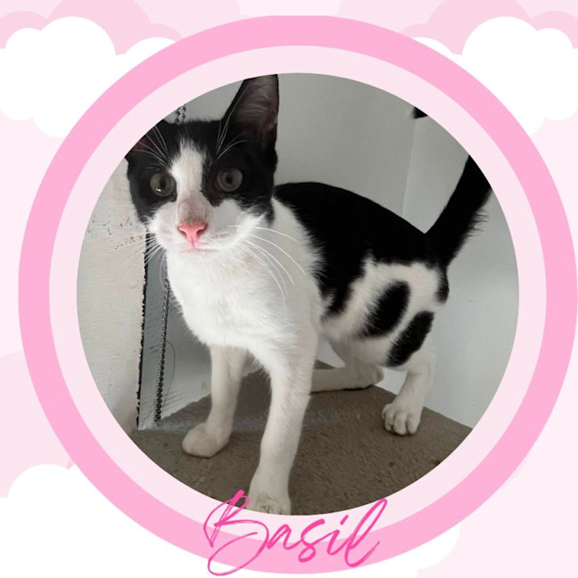 Photo of Basil