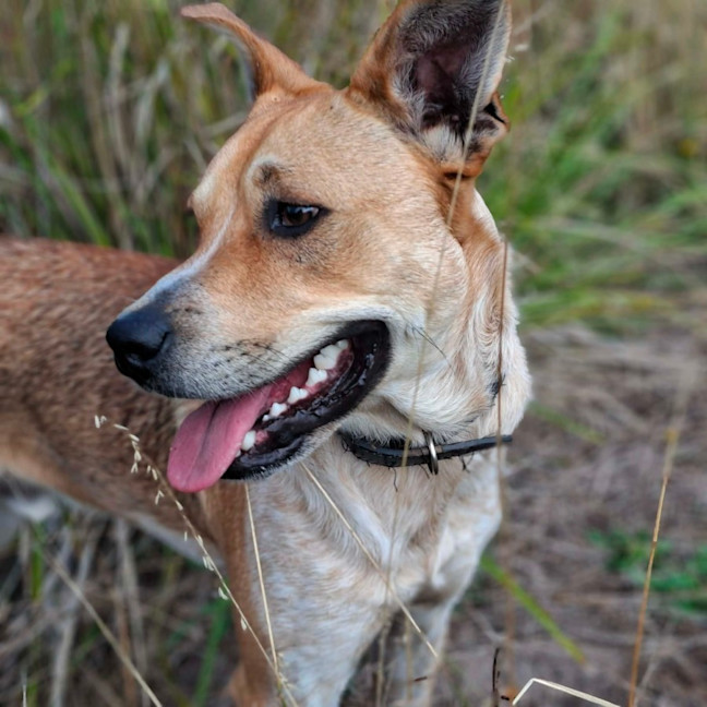 Photo of Shaggy