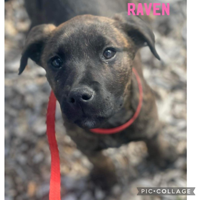 Photo of Raven 