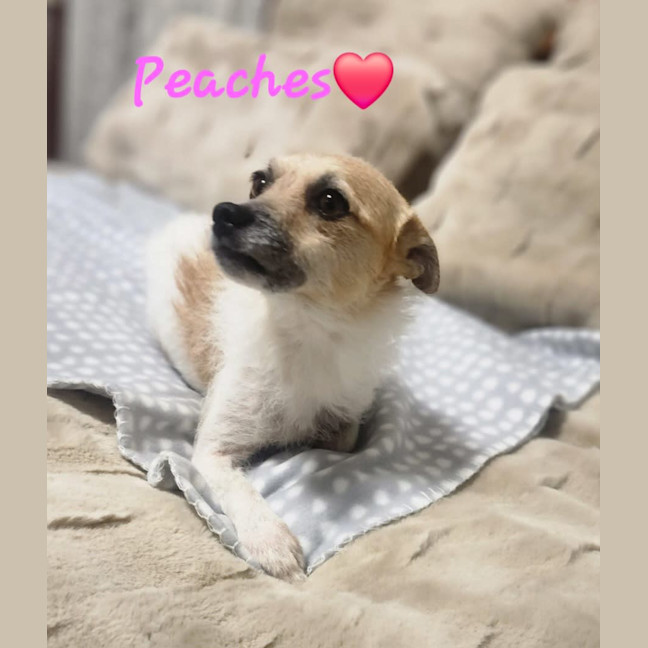 Photo of Waffles