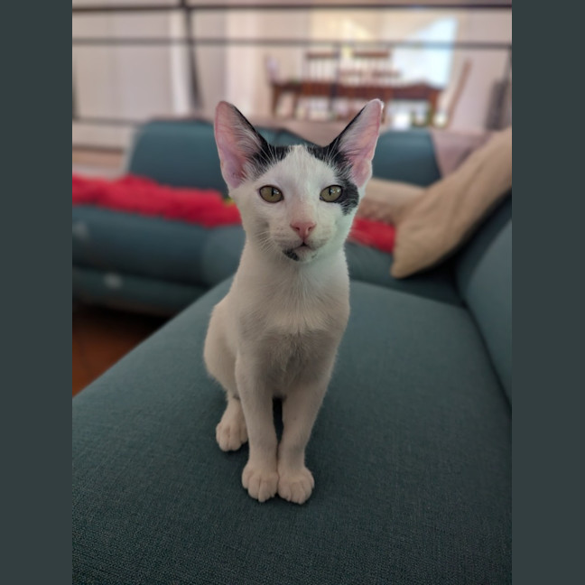 Photo of Ferris