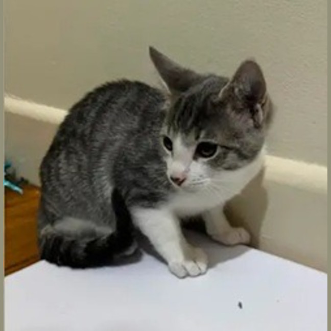 Photo of Leopold
