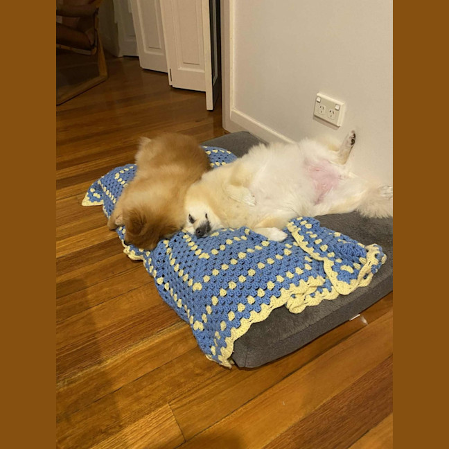 Photo of Lucky & Daisy   12 Year Old Pomeranians