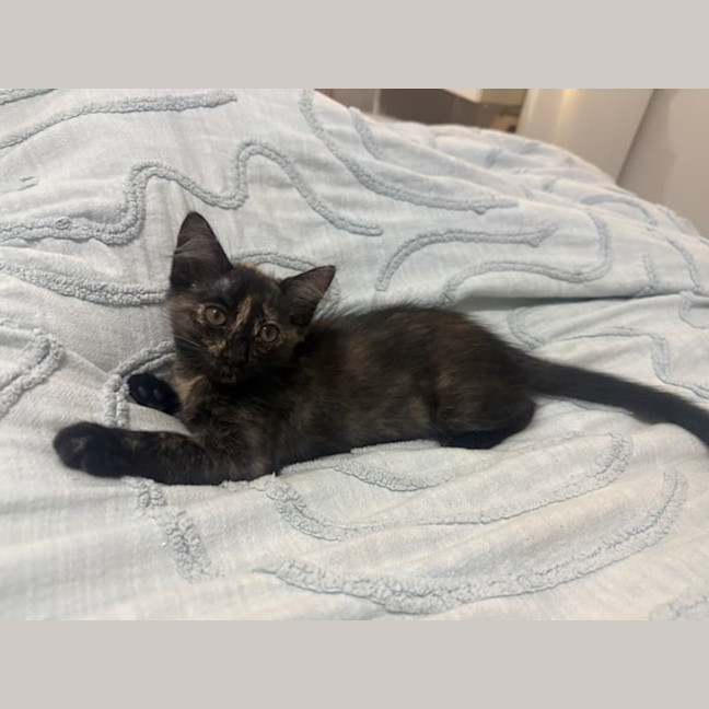 Photo of Pixie
