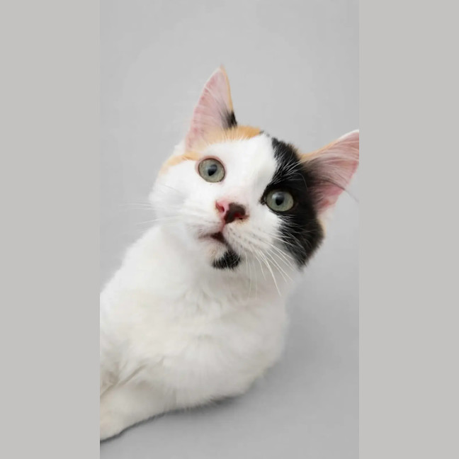 Photo of Bingo
