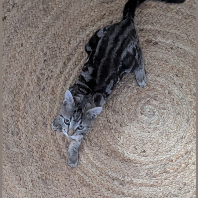 Photo of Lyla
