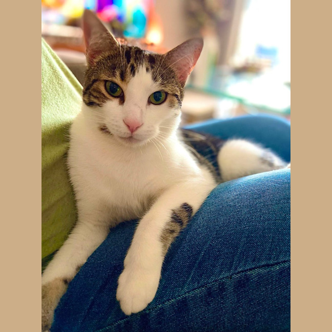 Photo of Amber