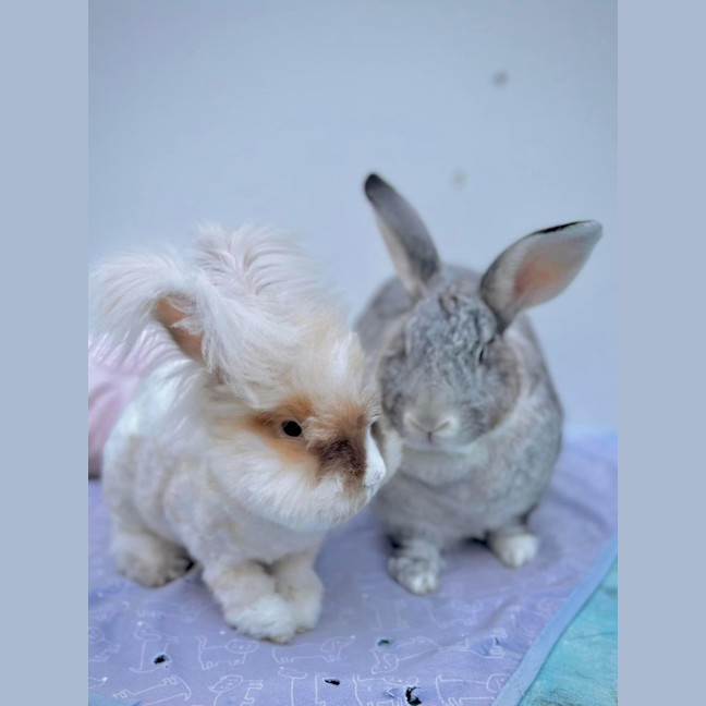 Photo of Gaston And Tolly